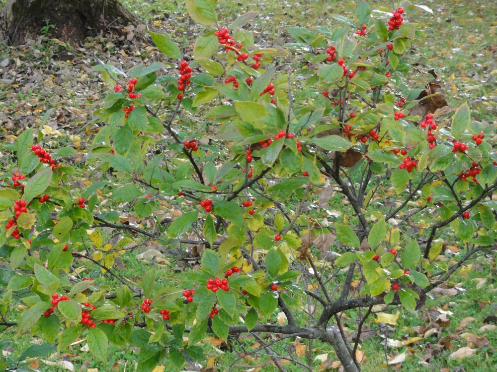 winterberry